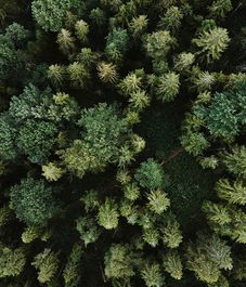 Boisée Mousse, диффузор 200мл Minimal collection, Ladenac Milano