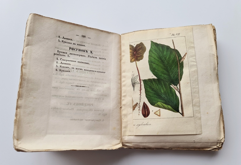 "Карманная дендрология важнейших и употребительнейших пород при кораблестроении (Описание пород деревьев)". П.Г.Орловский. 1835г. - редкая книга