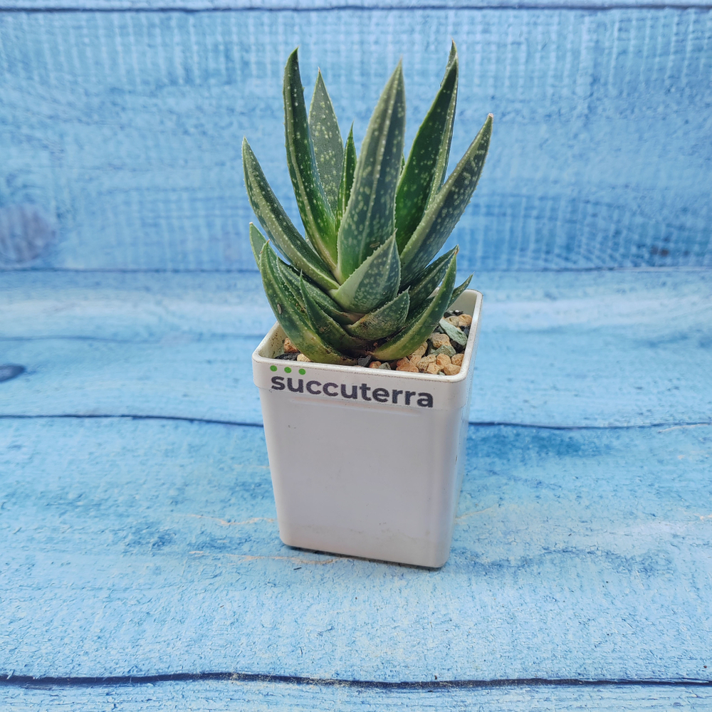 Gasterloe variegated (Гастерлоэ)