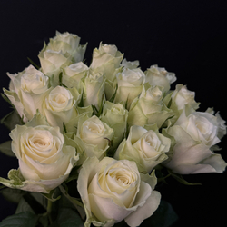 Роза кенийская белая 40 см / 1 шт