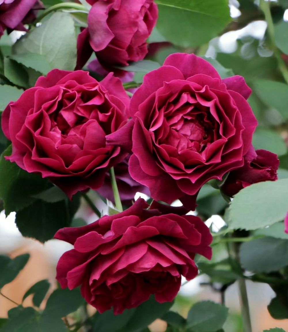 Одиссея (Odysseia)