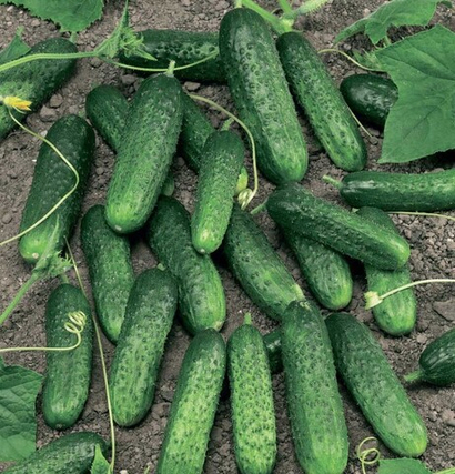 Меренга F1 семена огурца партенокарпического (Seminis / Семинис)