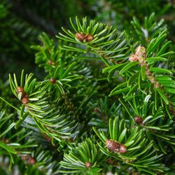 Пихта Фразера