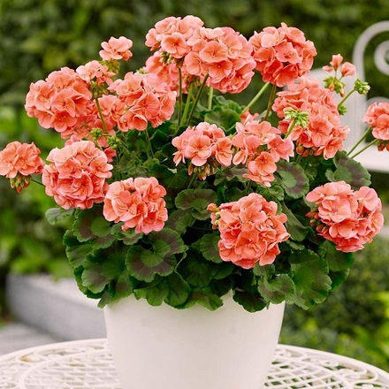 Пеларгония гибридная Florella Salmon с1 1шт
