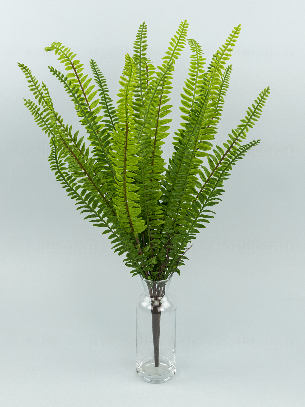 Папоротник Таежный