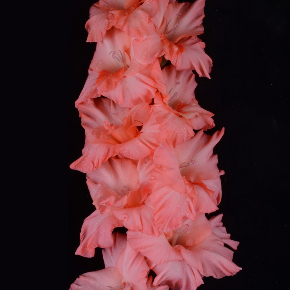 Гладиолус крупноцветковый Молодость