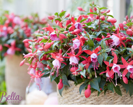 ЕВРО Fuchsia Bella Nikita укореннный черенок ОКС ФЕВРАЛЬ