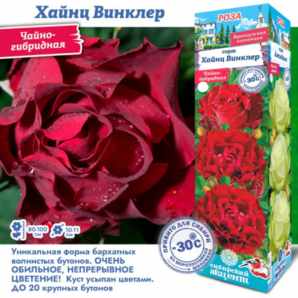 Роза Хайнц Винклер (Чайно-гибридная)
