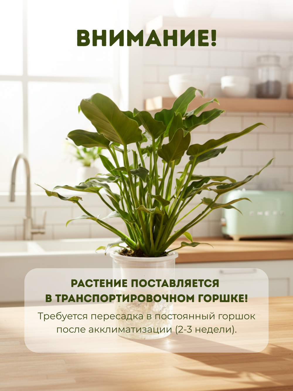 Филодендрон Angel д.11, в горшке с автополивом