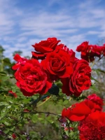 Роза флорибунда Нина Вейбул