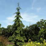 Ель обыкновенная Ротенхаус