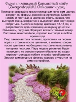 Флокс шиловидный Карликовый ковер розово-пурпурный