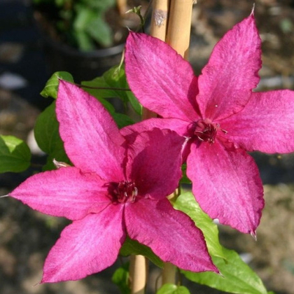 Клематис крупноцветковый Барбара