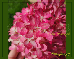 Гортензия метельчатая Роял Флауэр- королевский цветок (Hydrangea paniculata `Royal Flower`)