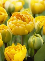 Тюльпан Пионовидный Йеллоу Помпонетте