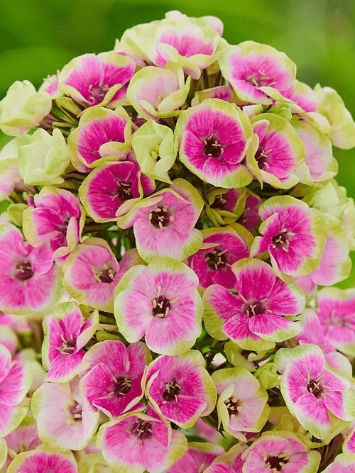 Флокс Orchid Yellow