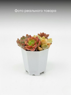 Суккулент микс д. 7
