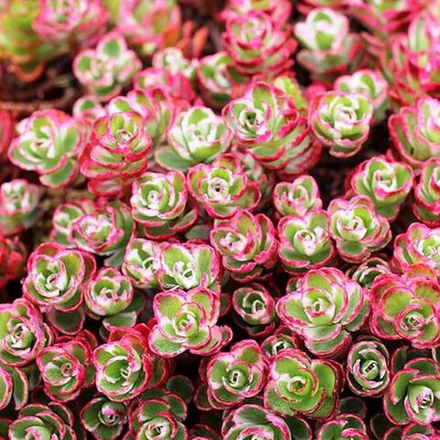 Седум (Sedum) Tricolor
