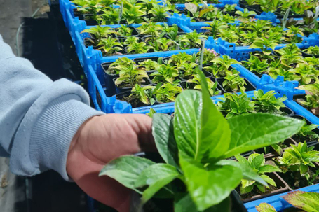  Крупнолистная гортензия в контейнере Р9 (перейти в каталог)