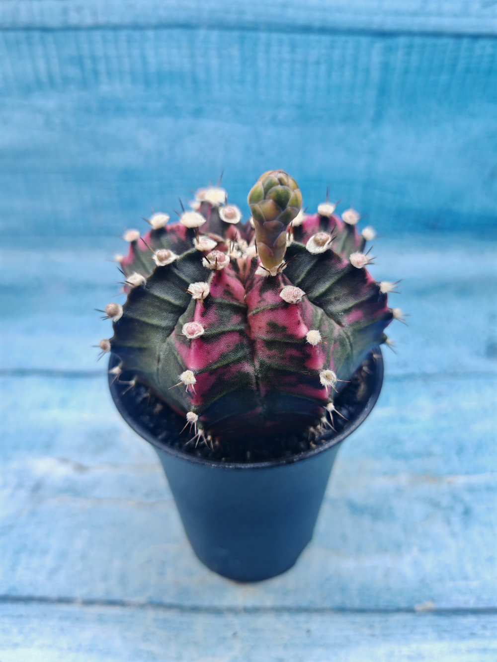 Gymnocalycium Variegata (Гимнокалициум Вариегатный)