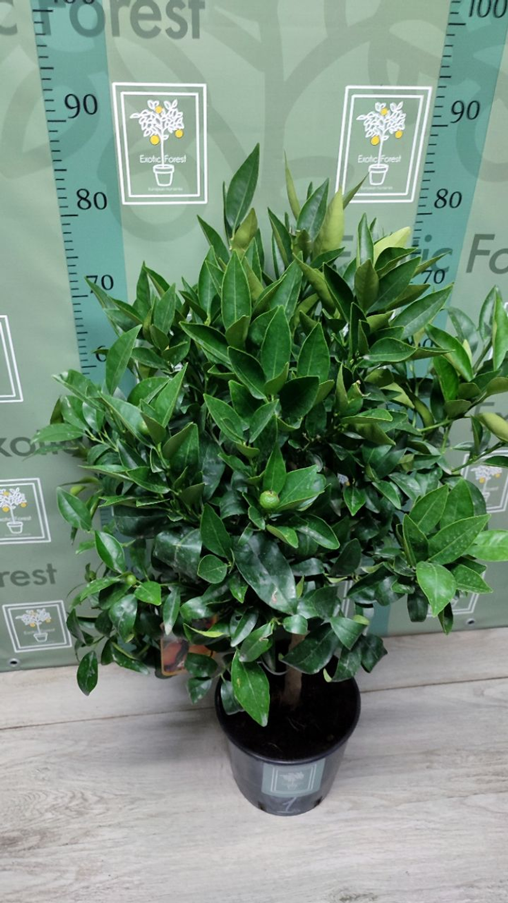 Кукле "Kucle"