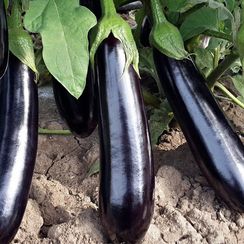 АНАМУР F1 семена баклажана (Rijk Zwaan | Alexagro)