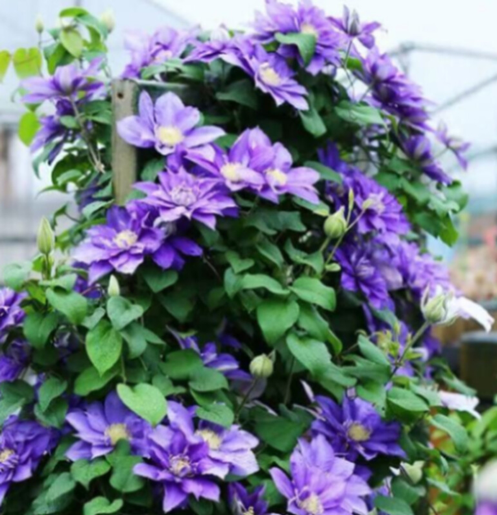 Клематис гибридный Бьюти Оф Уорчестер