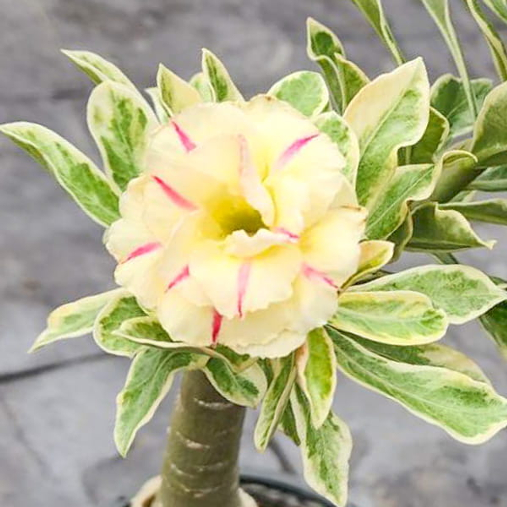 Адениум вариегатный WONDERFUL YELLOW VAR