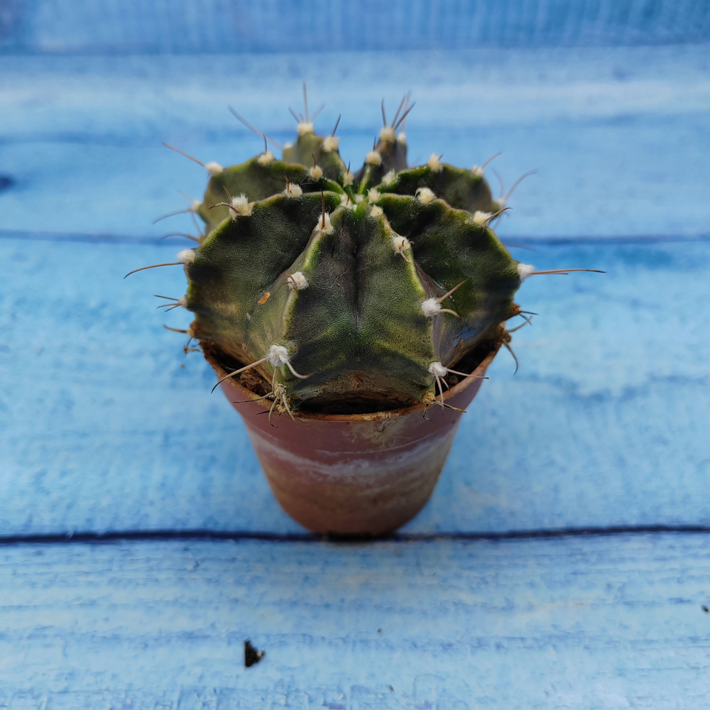 Gymnocalycium Friedrichii (Гимнокалициум)