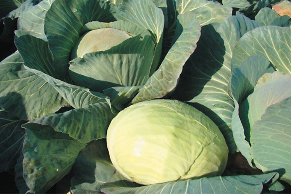 Капуста б/к Агрессор F1 (100шт) Витагрин Профи