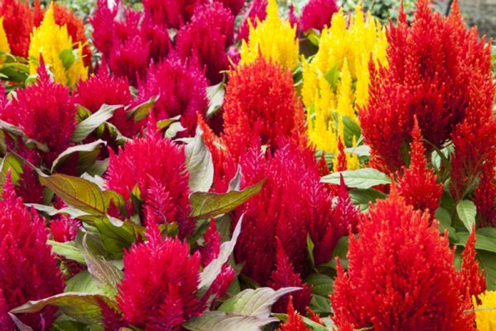 Целозия перистая Брайт Спаркс Формула Микс (50шт) Витагрин Профи