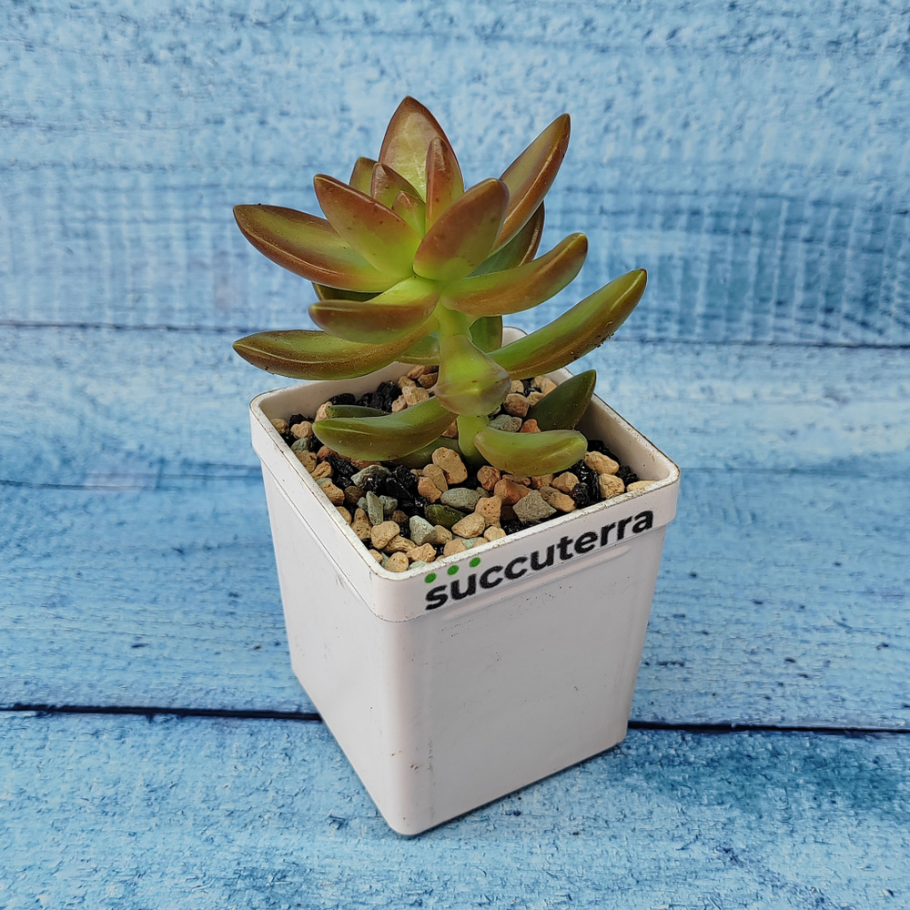 Sedum Nussbaumerianum (Седум)