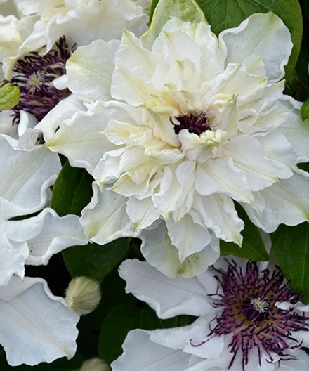 Клематис First Light( Фёрст Лайт)  Стандарт поставки Р9