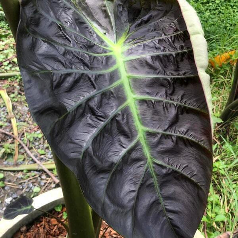 Колоказия PURPLE HAZE