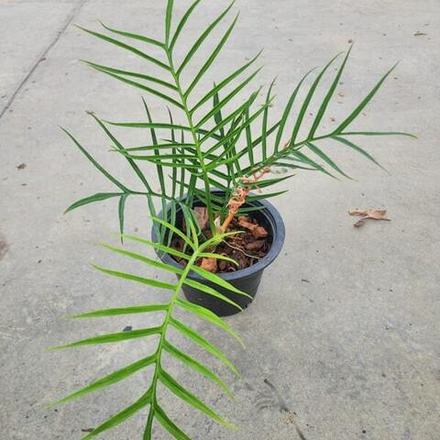 Филодендрон TORTUM