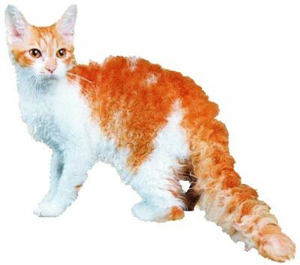 Ла-перм Ла-перм