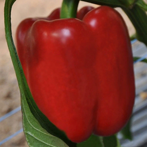 Саломон F1 семена перца сладкого (Clause / Клос) – фото 3