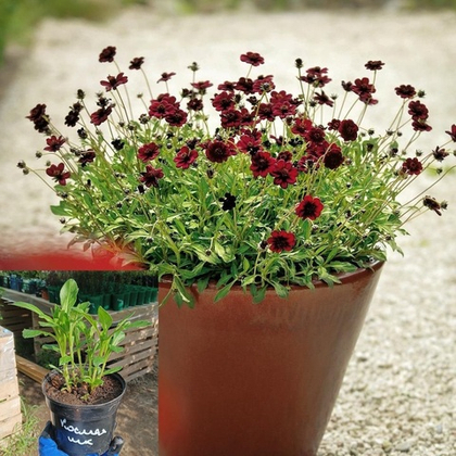 Космея шоколадная на горшке 1л