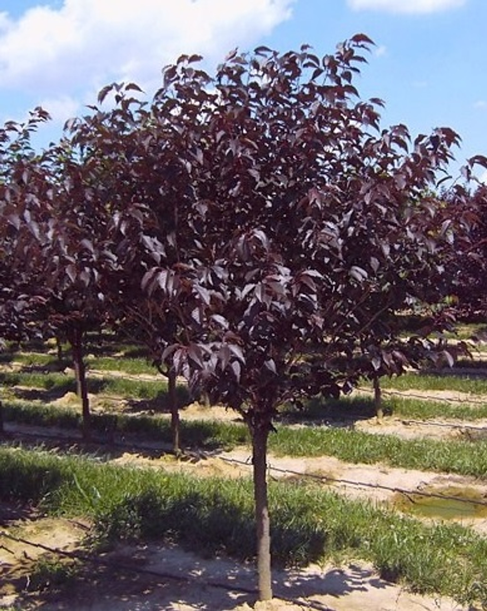 Вишня мелкопильчатая Роял Бургунди С24f 250-300