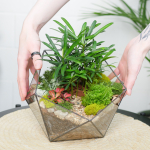 Готовый флорариум Роща подокарпусов Икос