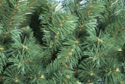 Ель искуственная Царь елка Вирджиния 120 см