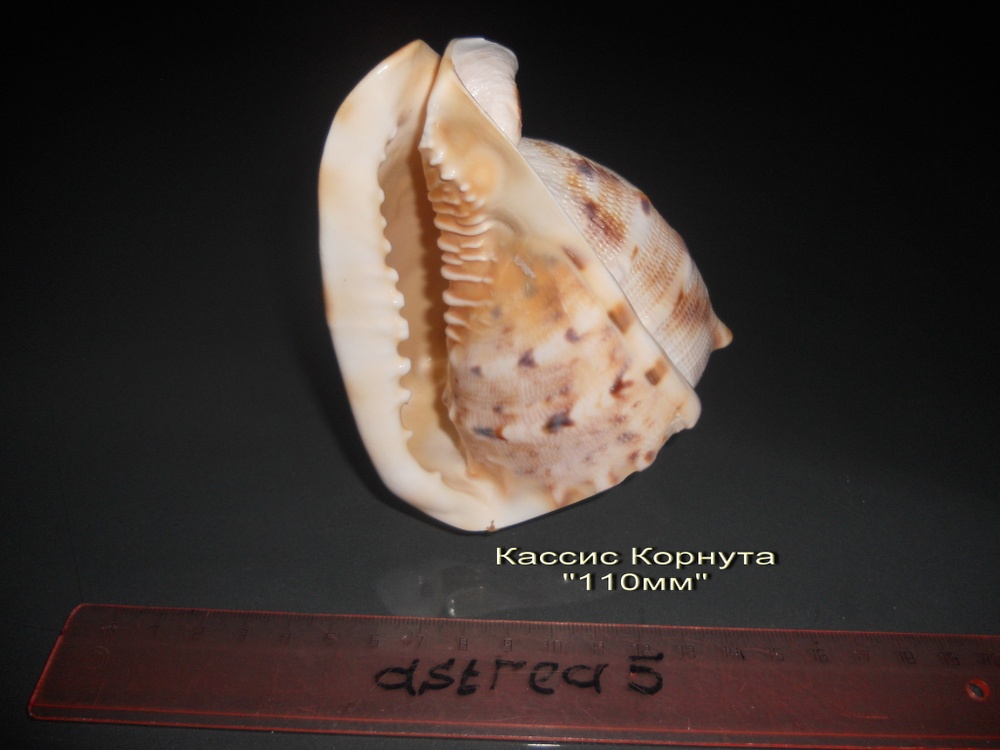 Кассис Корнута (100-200-215 мм)