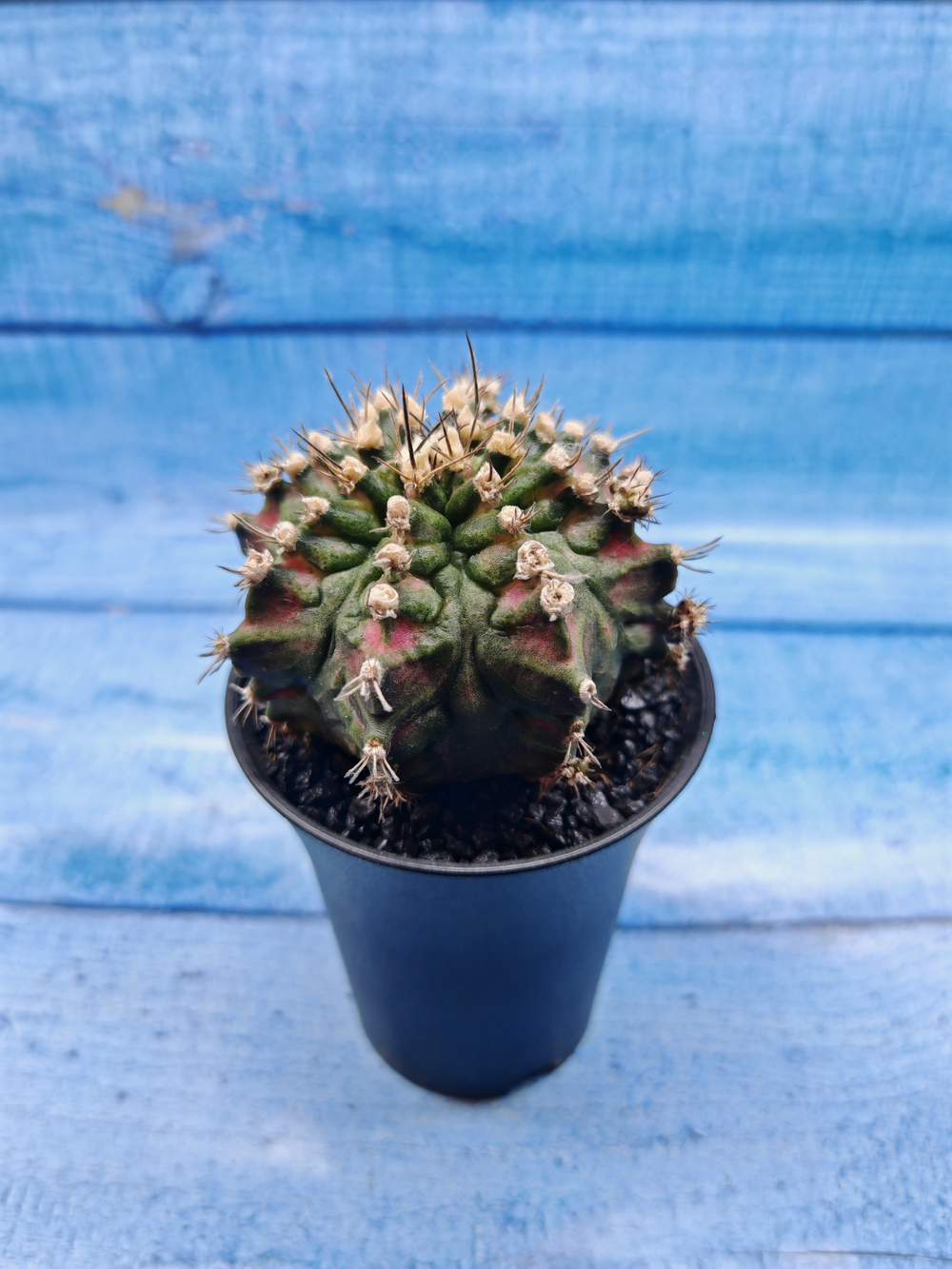 Gymnocalycium T-Rex Pink hybride (Гимнокалициум T-rex)