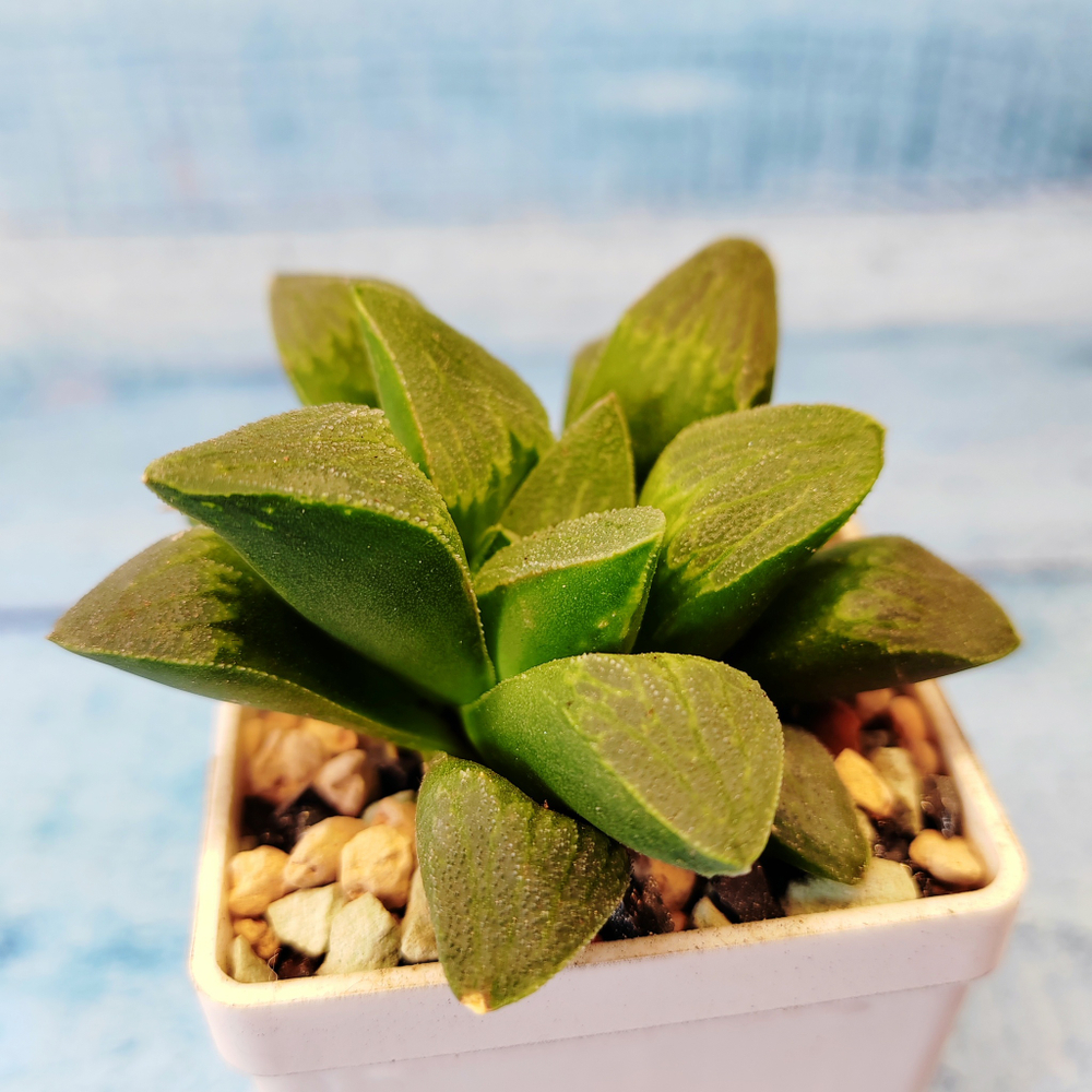 Haworthia Pygmaea (Хавортия)