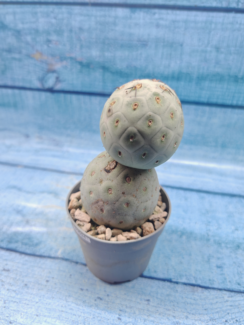 Tephrocactus Geometricus (Тефрокактус)