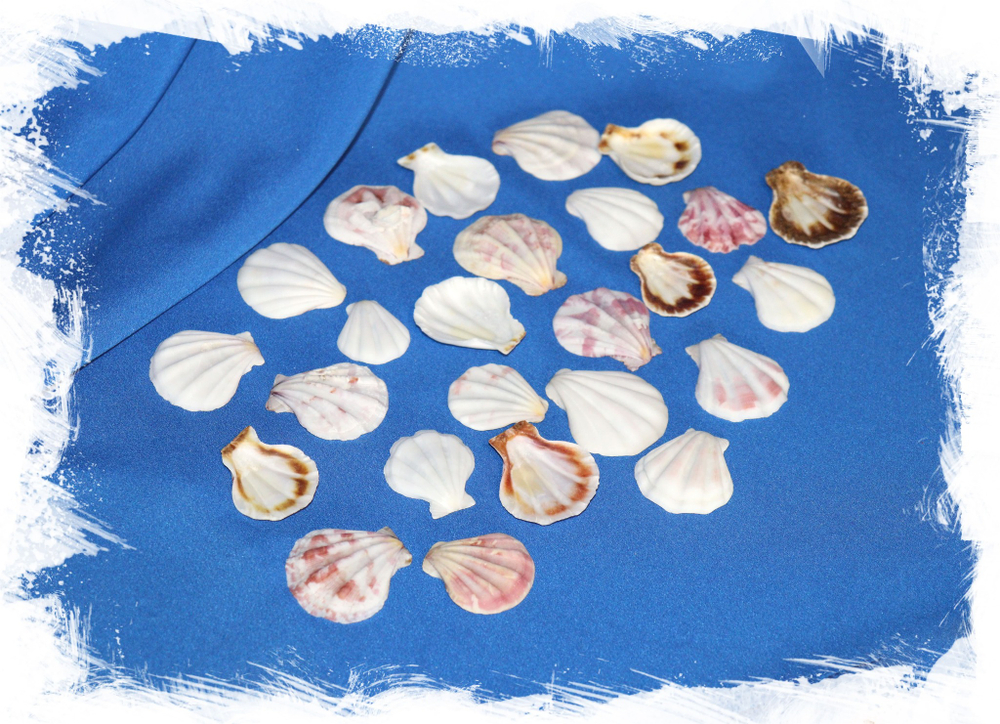 Ракушки Гребешка Паллиум стриатум, Pallium striatum. Купить