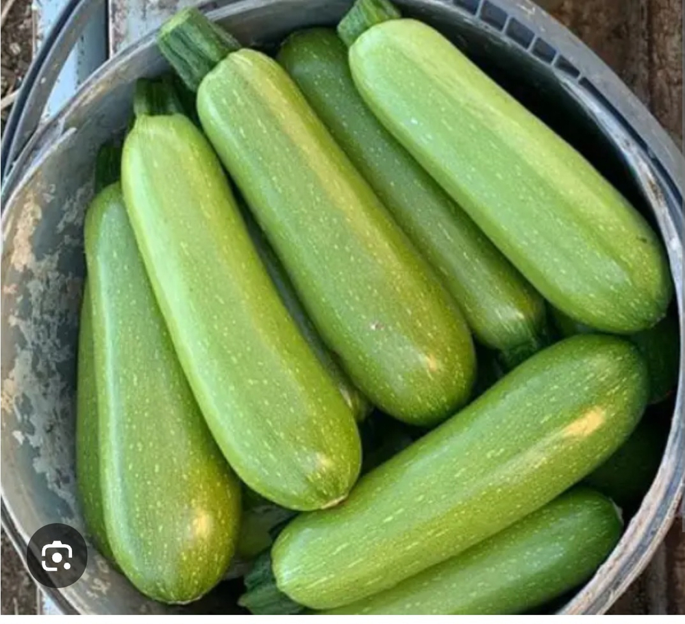 Кабачок Инесса F1 - Inessa F1 1000 семян