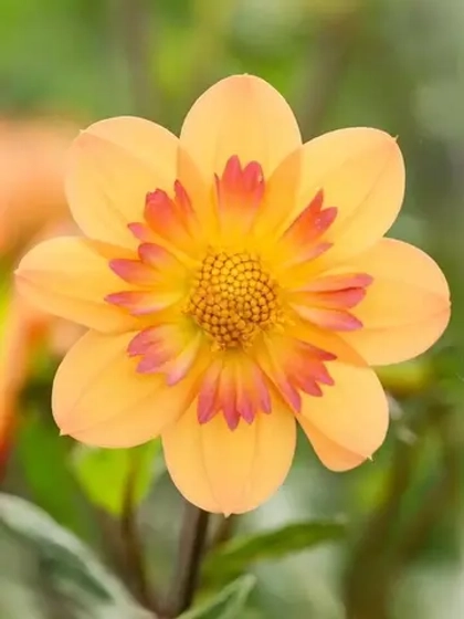 Георгин воротничковый Келси Анна Джой