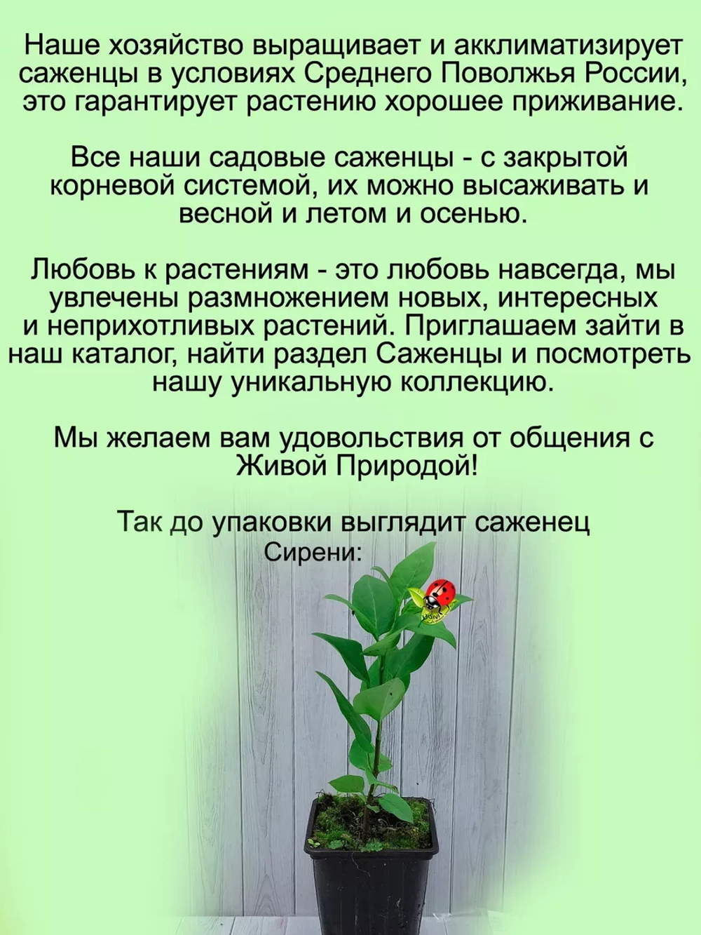 Сирень Кончаловский переливчатая махровая