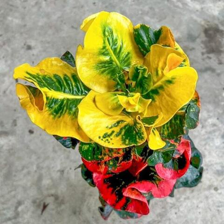 Кротон LOOKMAI NV03/2027